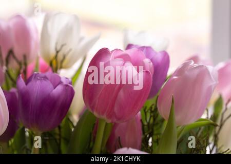 Frühlingsstrauß von pastellfarbenen, lila und weichen rosa Tulpen. Stockfoto