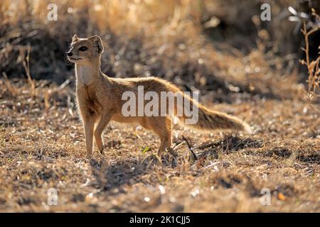 Gelbe Mungo (Cynictis penicillata), Erwachsene, wachsam, Mountain Zebra National Park, Eastern Cape, Südafrika Stockfoto