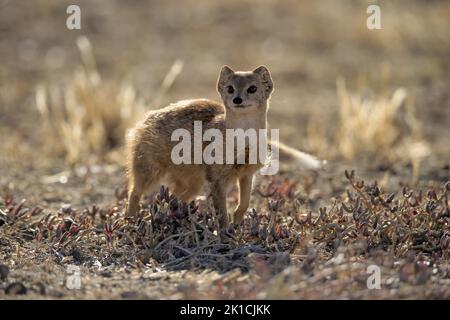 Gelbe Mungo (Cynictis penicillata), Erwachsene, wachsam, Mountain Zebra National Park, Eastern Cape, Südafrika Stockfoto