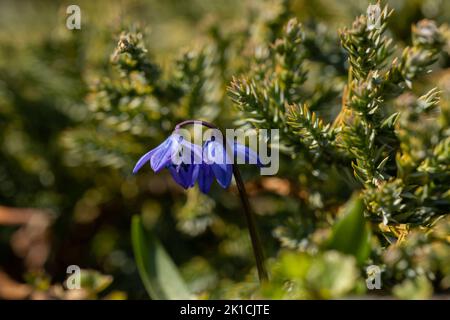 Nahaufnahme von zwei entzückenden und zarten blauen Blüten in mystischem Licht. Die aufrechte Perspektive gibt eine melodische Stimmung. Stockfoto