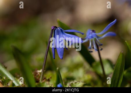 Nahaufnahme von zwei entzückenden und zarten blauen Blüten in mystischem Licht. Die aufrechte Perspektive gibt eine melodische Stimmung. Stockfoto