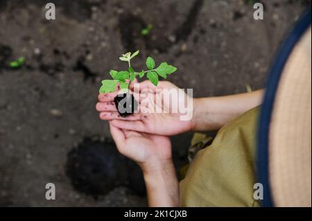 Selektiver Fokus auf junge grüne Blätter von gekeimten Tomatenpflanzen mit Wurzeln in der Erde in den Händen der Farmerin. Stockfoto