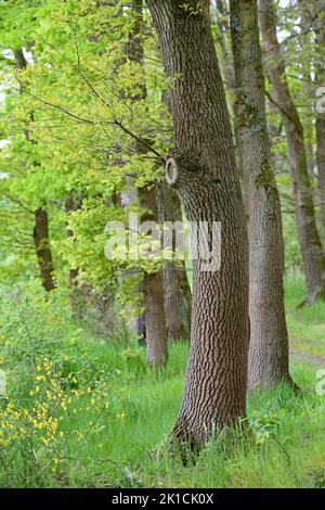 Eichenbaum (Quercus), Stamm mit ausgeprägter Rinde, Baumrinde, Laubwald, Nordrhein-Westfalen, Deutschland Stockfoto