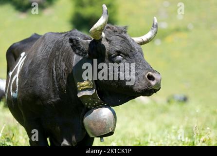 Portrait Einer Kuh der Rasse Eringer bei Einem Kuhkampf, Wallis, Schweiz Stockfoto