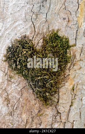 Herzförmiges Mooskissen auf dem Stamm eines Bergahorns (Acer pseudoplatanus), Oberstdorf, Allgäu, Allgäu Alpen, Bayern, Deutschland Stockfoto