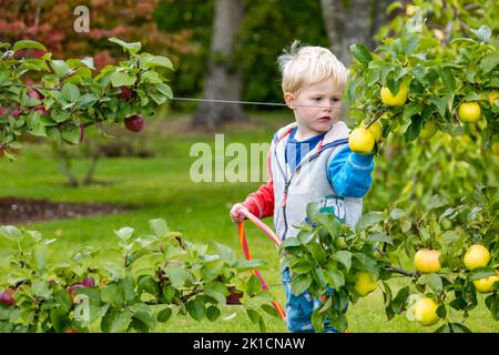 Amisfield Walled Garden, East Lothian, Schottland, Großbritannien, 17.. September 2022. Amisfield Walled Garden ist einer der größten in Schottland. Im Bild: Fergus, 2 Jahre alt, ist daran interessiert, einen der Äpfel zu probieren, die aus den trainierten Apfelbäumen des Gartens wachsen, die in diesem Jahr eine Stoßstange-Ernte hervorgebracht haben. Kredit: Sally Anderson/Alamy Live Nachrichten Stockfoto