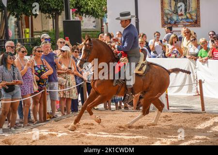 Mann, der während des jährlichen Pferdetags eine spanische Dressurreitshow durchführt. Fuengirola, Andalusien, Costa del Sol, Spanien. Stockfoto