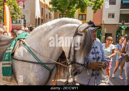 Mann, der während des jährlichen Pferdetags eine spanische Dressurreitshow durchführt. Fuengirola, Andalusien, Costa del Sol, Spanien. Stockfoto