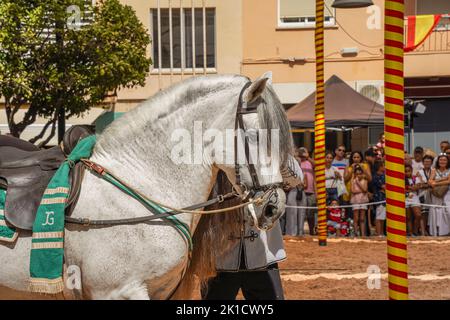 Mann, der während des jährlichen Pferdetags eine spanische Dressurreitshow durchführt. Fuengirola, Andalusien, Costa del Sol, Spanien. Stockfoto