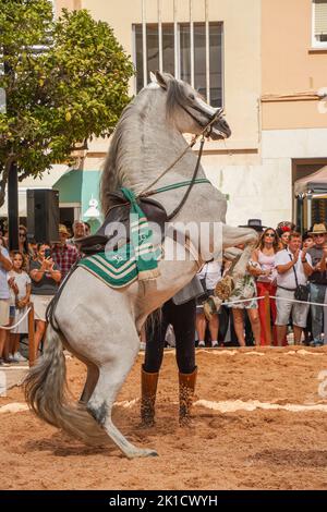 Mann, der während des jährlichen Pferdetags eine spanische Dressurreitshow durchführt. Fuengirola, Andalusien, Costa del Sol, Spanien. Stockfoto