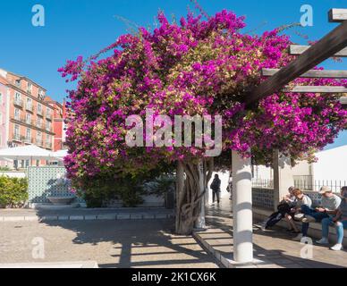 Lissabon, Portugal, 24. Oktober 2021: Aussichtspunkt Miradouro de Santa Luzia mit Touristen, die sich an der Bank und am blühenden Baum in der Altstadt von Alfama ausruhen Stockfoto