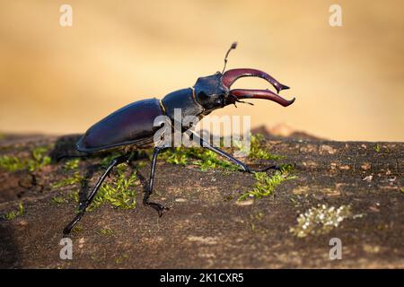 Hirschkäfer kriecht im Herbstwald auf Ast. Stockfoto
