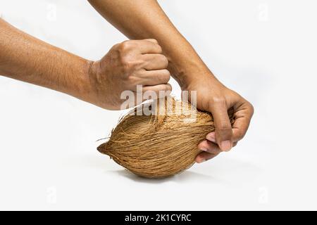 Ein Mann, der versucht, die Faser einer Kokosnuss mit beiden Händen abzuschälen. Wie man hält und hält, um die Nuss aus einer reifen Kokosnuss zu ziehen. studio-Shoot auf weißem Backgro Stockfoto