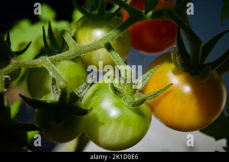 Ein Haufen Tomaten wächst in der Sonne. Es gibt rote, gelbe und meist grüne. Stockfoto