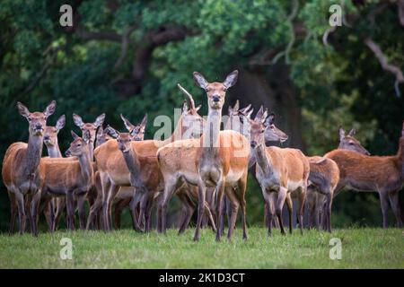 Rotwildherde in einem Hirschpark in der englischen Landschaft im frühen Herbst Stockfoto