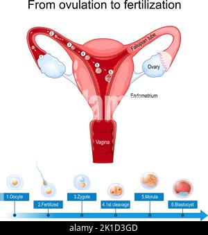 Eisprung Befruchtung und Implantation. Menschliche Gebärmutter mit Spermien und Eizelle, die nach der Befruchtung wachsen. Entwicklung eines menschlichen Embryos aus Zygote Stock Vektor