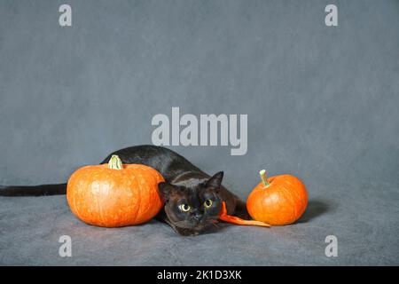 Katze spielt in der Nähe von Kürbissen auf grauem Hintergrund an Halloween, Burma Katze mit orangefarbenem Band jagt, niedliches Haustier, das Spaß in Halloween Urlaub hat. Oktober, ein Stockfoto