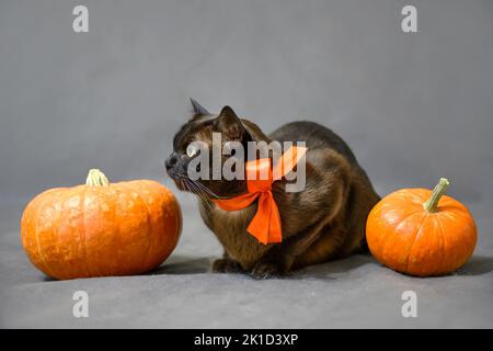 Katze liegt an Halloween an Kürbissen, niedliche braune Burma Katze mit orangenen Band auf grauem Hintergrund, Haustier schaut in Halloween-Urlaub im Studio weg. Oktober Stockfoto