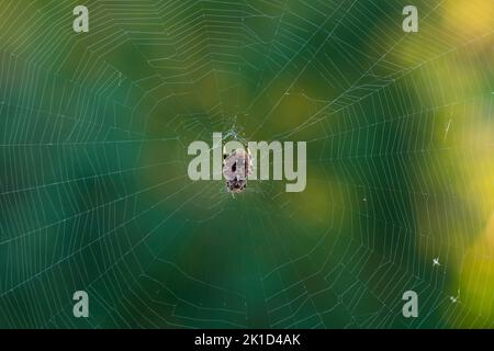 Die Orbweberspinne der Hentz-Weibchen steht im Spätsommer auf dem Kopf. Diese Spinnen sind normalerweise nachtaktiv, wechseln aber im Spätsommer zu tagaktiv. Stockfoto