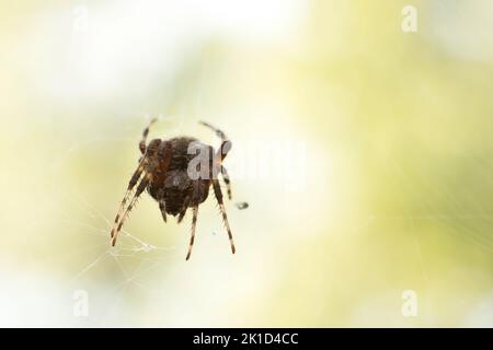 Makrofotografie einer Orbweberspinne, Neoscona crucifera, die an einem Sommermorgen auf die Kamera schaut. Stockfoto