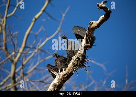 Drei schwarze Greifvögel sitzen am frühen sonnigen Morgen am Strand von Nosara in Costa Rica nebeneinander auf einem dicken Ast. Stockfoto