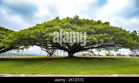 Ein einzigartiger und dominanter Regenbaum mit einer schirmförmigen Baumkrone in Hilo Big Island Hawaii mit Lastwagen im Hintergrund. Stockfoto