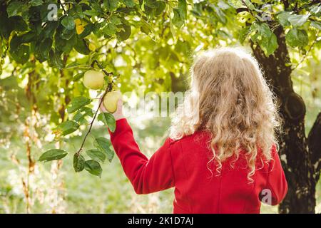 Rückansicht des 8-jährigen Mädchens, das am sonnigen Herbsttag grünen Apfel vom Baum pflückt. Tragen Sie einen roten Mantel. Frisches Bio-Food-Konzept. Stockfoto