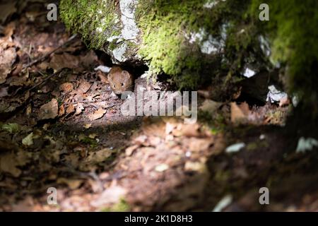 Bank Wühlmaus im Herbstwald Stockfoto