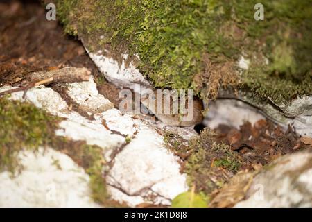 Bank Wühlmaus im Herbstwald Stockfoto