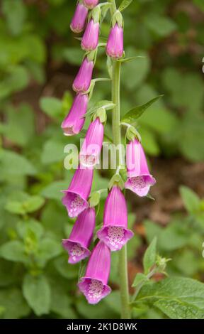 Schöner roter und giftiger Fuchshandschuh auf einem Waldweg. Stockfoto