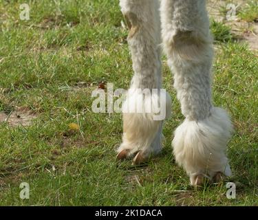 Eine Nahaufnahme von frisch rasierten weißen Alpaca-Vorderbeinen Stockfoto