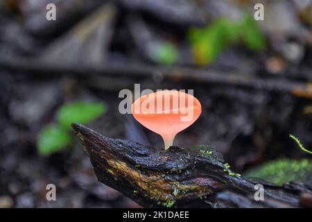 Rosa Champignons, Cookeina speciosa, Pink Red Burn Cup Pilz, Mycel, im tropischen Wald von Costa Rica 2022. Mittelamerika. Stockfoto