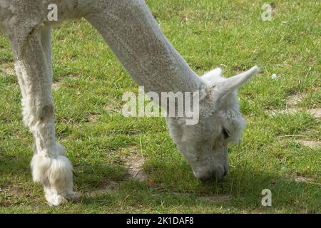 Eine Nahaufnahme eines frisch rasierten weißen Alpaka, vicugna pacos, grasend auf Gras Stockfoto