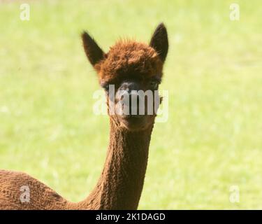 Eine flache Fokuskopfaufnahme eines frisch rasierten braunen Alpaka auf einem Feld, Vicugna Pacos Stockfoto