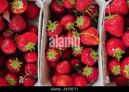 Bunte, biologisch angebaute, frisch gepflückte rote Erdbeeren, die auf Tabletts auf einem Bauernmarkt im Freien in Schottland, Großbritannien, ausgestellt werden. Stockfoto