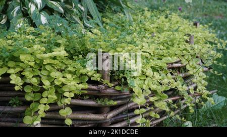 Dekorative Pflanzen wachsen auf einem erhöhten Bett mit Korbzweigen Korb gefüllt mit Erde für Sämlinge. Das smarte Gartenfragment in einer Nahaufnahme vi Stockfoto