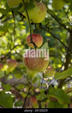 Äpfel wachsen im umweltfreundlichen Garten. Stockfoto
