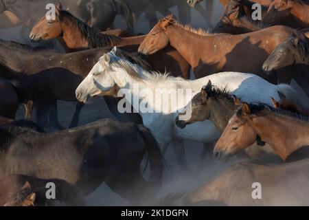 Pferde, die mit dem natürlichen Leben mithalten konnten, vermehrten sich im Laufe der Zeit und begannen frei zu leben. Wilde Pferde machen sich gegen den Sonnenuntergang auf den Weg. Stockfoto