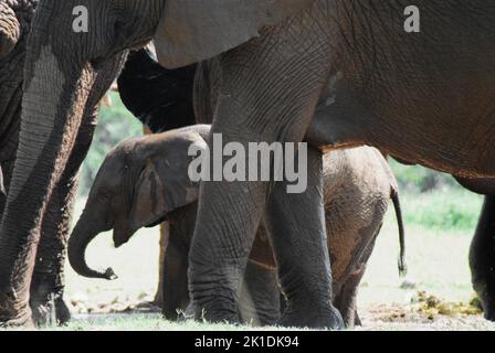 Afrika – Nahaufnahme einer Familie wilder Elefanten mit einem jungen Kalb, das zwischen ihren Beinen läuft. Gedreht auf Safari in Südafrika. Stockfoto