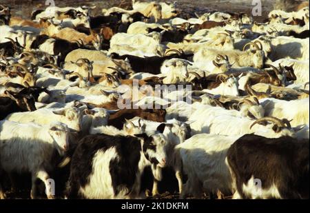 Ziegenherde auf einer Landstraße in Tulcea County, Rumänien Stockfoto