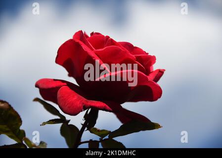 Großformatige, extreme Nahaufnahme einer einzelnen leuchtend roten Rosenblüte im Sonnenlicht gegen einen bewölkten Himmel. Stockfoto