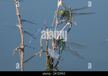 Blaue Damselfliegen und gewöhnlicher Gründarner (Anax junius), die sich auf einem Zweig in einem Teich in Kalifornien, USA, verpaaren. Stockfoto