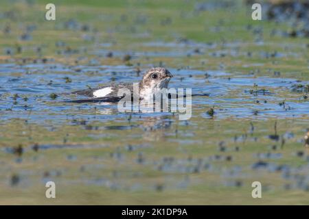 Ein weißer Kehlfischer (Aeronautes saxatalis), der in einen Teich stürzte und nicht abfliegen kann. Stockfoto