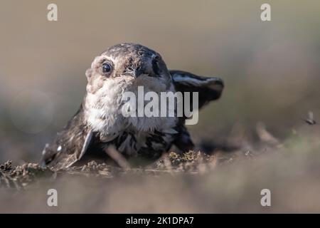 Ein geerdeter weißer Kehlflint ( Aeronautes saxatalis), der in einen Teich stürzte und nicht abfliegen kann. Nach dem Austrocknen nahm der Vogel die Flucht an. Stockfoto