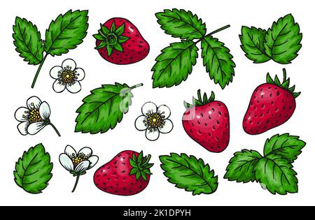 Erdbeerset. Realistische ganze rote Beeren Blätter und blühende Blüten isoliert auf weiß. Cartoon handgezeichnete florale Teile für Kartendruck, Abzeichen Pins, Scrapbooking-Tag, Bauern-Markt-Label, Patches Stock Vektor