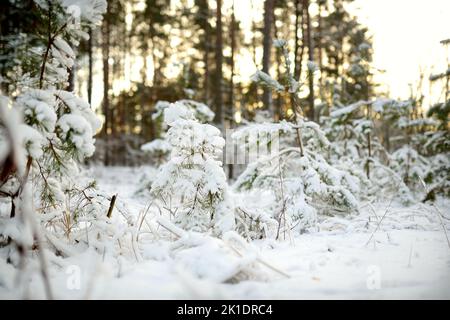 Wunderschöne Aussicht auf schneebedeckten Wald. Rime Eis und Raureif auf den Bäumen. Kalten Wintertag. Malerische Winterlandschaft in der Nähe von Vilnius, Litauen. Stockfoto