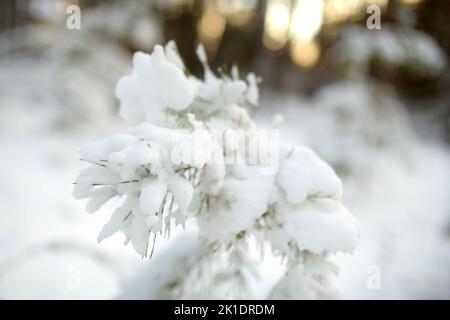 Wunderschöne Aussicht auf schneebedeckten Wald. Rime Eis und Raureif auf den Bäumen. Kalten Wintertag. Malerische Winterlandschaft in der Nähe von Vilnius, Litauen. Stockfoto