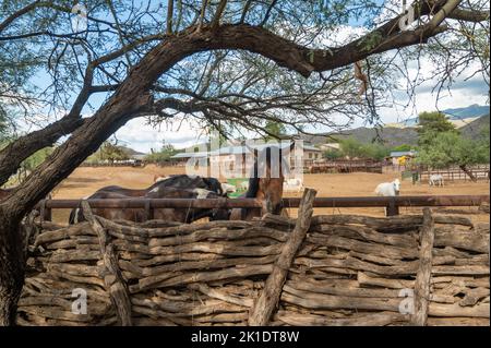 Pferde auf Arizona Ranch in einem Corral Stockfoto