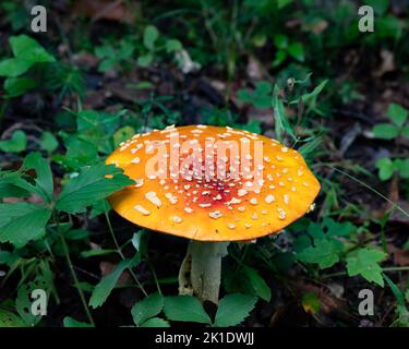 Fliegen Sie auf dem Waldboden in den Adirondack Mountains, NY USA, mit einer agarischen oder Amanita Muscaria Pilzhaube Stockfoto