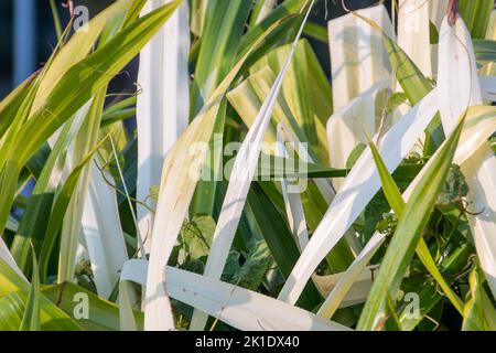 Pandanus Odorifer Pflanze in einem Garten in Rio de Janeiro Brasilien. Stockfoto